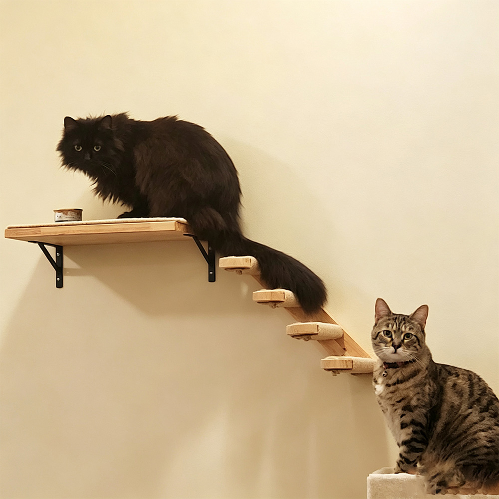 Muebles para Gatos, Puente Col - Furniture Paradise & Hardware Ghaziabad Photos reseña y precio